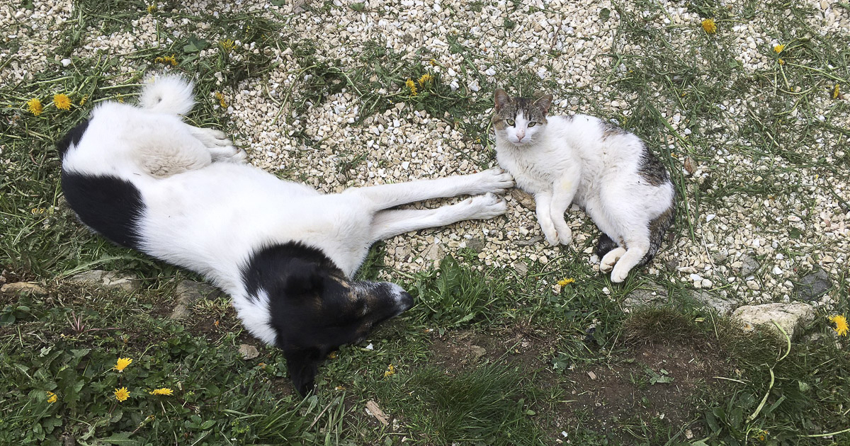 Roșață Helga archívuma